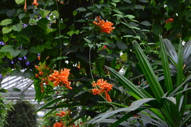 炮仗花 