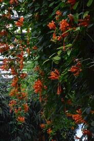 炮仗花 
