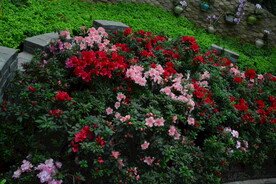 杜鹃花  