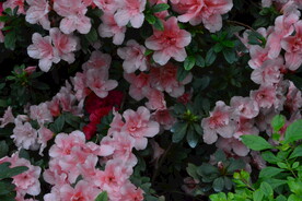 杜鹃花 