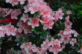 杜鹃花 