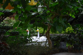 温室花草风景  