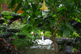 温室花草风景 