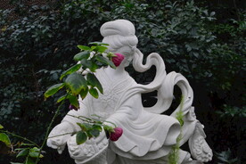 温室花草风景 