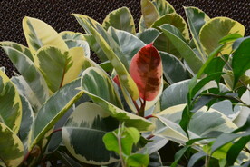 观叶植物