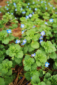 小花