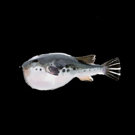 河豚
