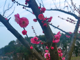 朱砂梅花蕾