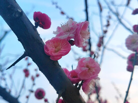 宫粉梅