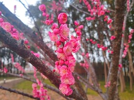 朱砂梅
