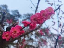 一枝红梅