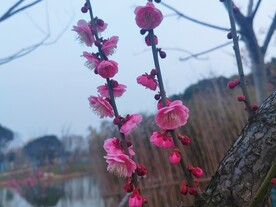 两支红梅
