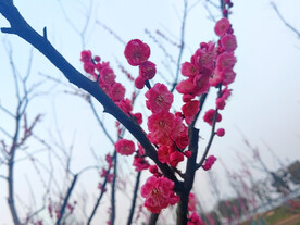 朱砂梅特写