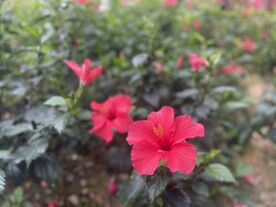 红色朱瑾花