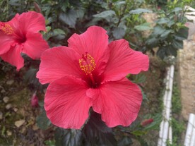 红色花朵