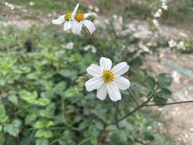 小白花