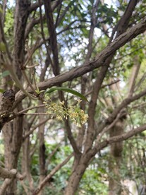 桂花树