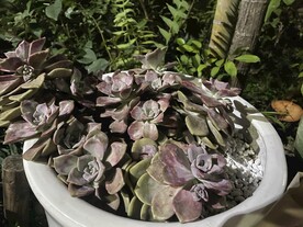 多肉植物