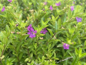 小粉花植物