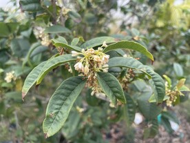 盛开的桂花