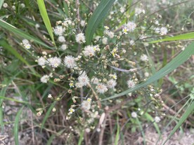 小白花