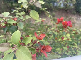 叶子花新叶