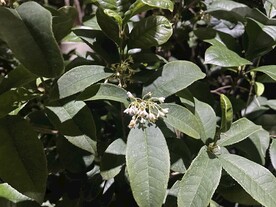 桂花