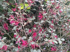 红色观赏花