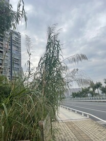 小树草