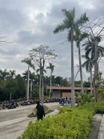 公园树木