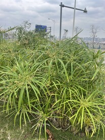 观赏性植物
