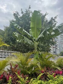 芭蕉树