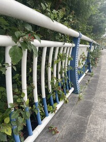 围栏边