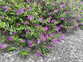 一簇小粉花