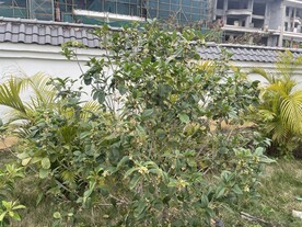 桂花树