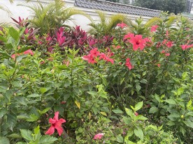 朱瑾花