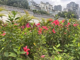 一处朱瑾花