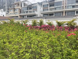 绿化风景植物