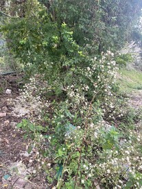 小白花