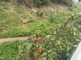 叶子树
