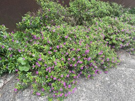 小花植物