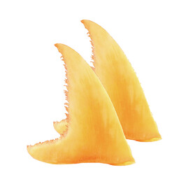 鱼翅
