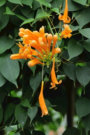 炮仗花