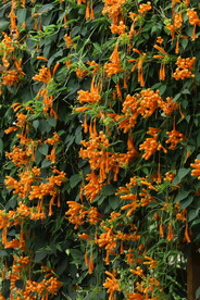 炮仗花 