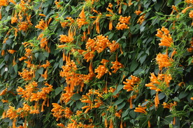 炮仗花