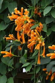 炮仗花 