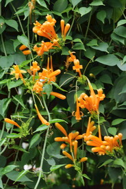 炮仗花 