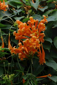 炮仗花 