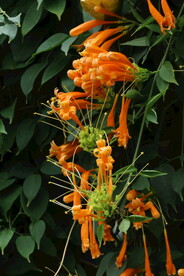 炮仗花