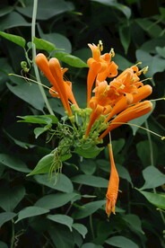 炮仗花 